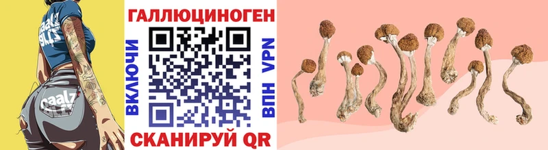 Галлюциногенные грибы Cubensis  где можно купить наркотик  Хасавюрт 